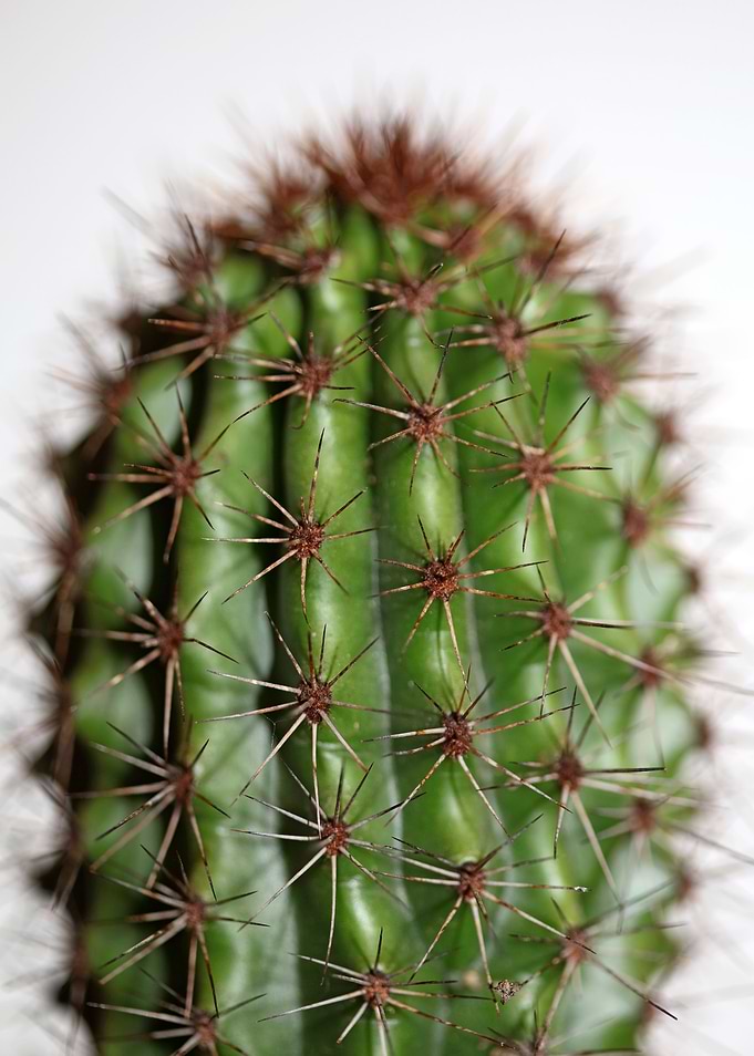 Cactus close up background
