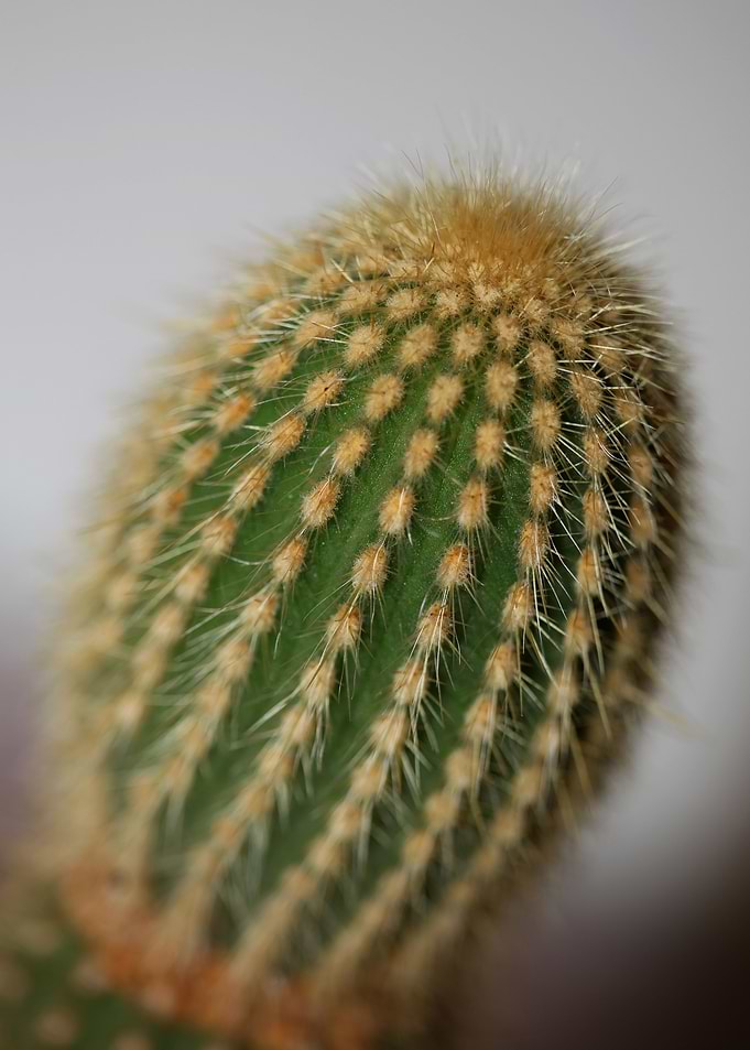 Cactus close up background