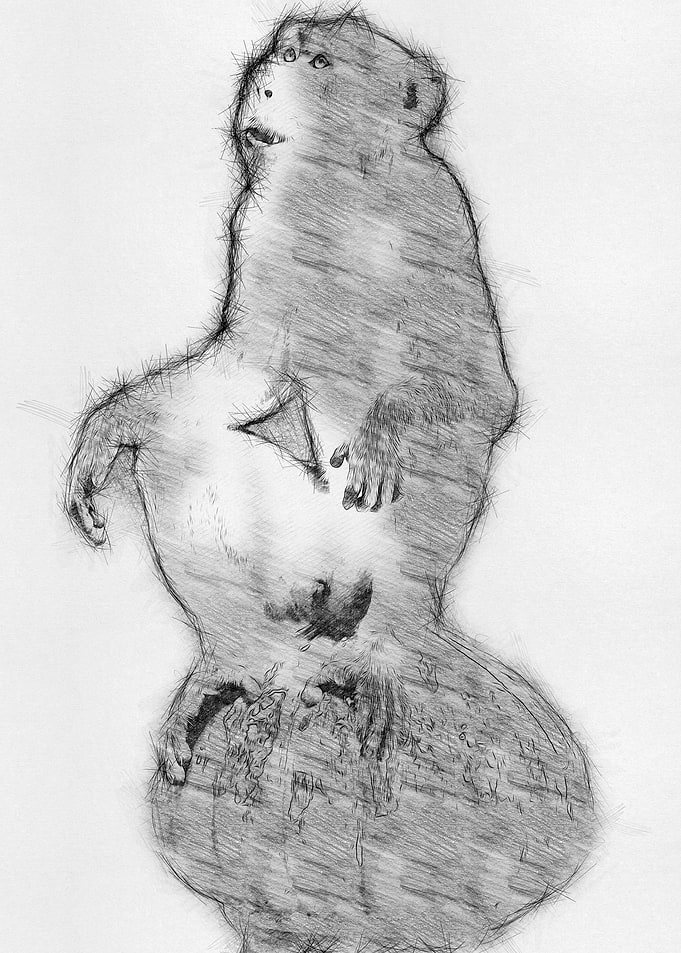 Monkey Pencil Sketch Art