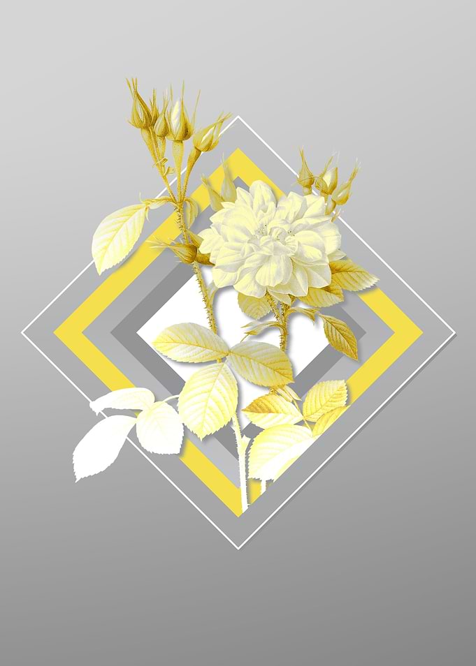 Gray Damask Rose Flower