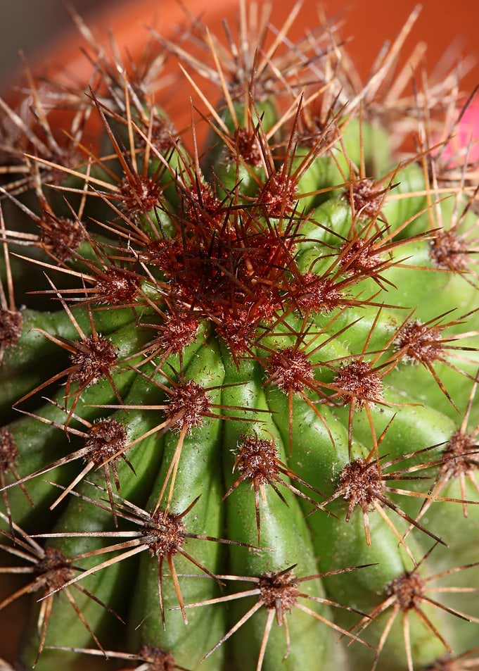 Cactus close up background