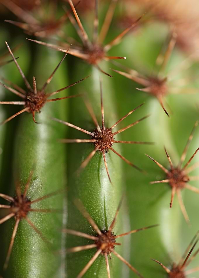 Cactus close up background