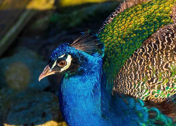 blue neck peacock