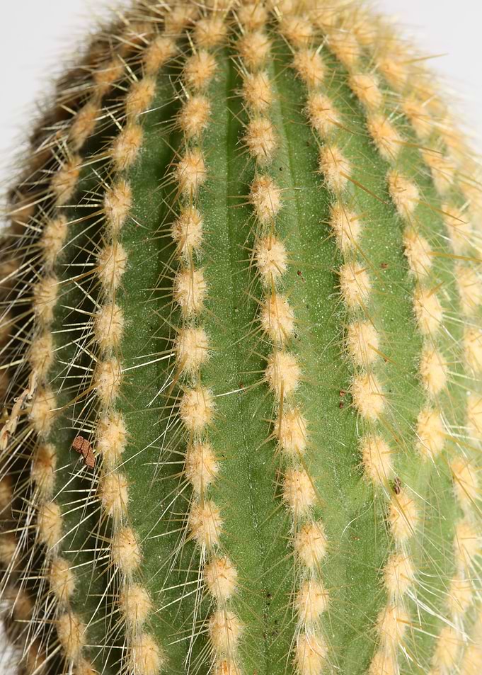 Cactus close up background