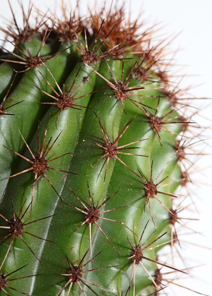 Cactus close up background