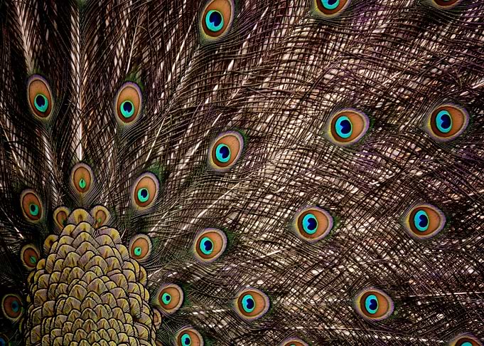 brown fin peacock