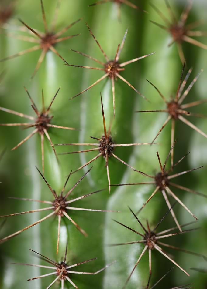 Cactus close up background