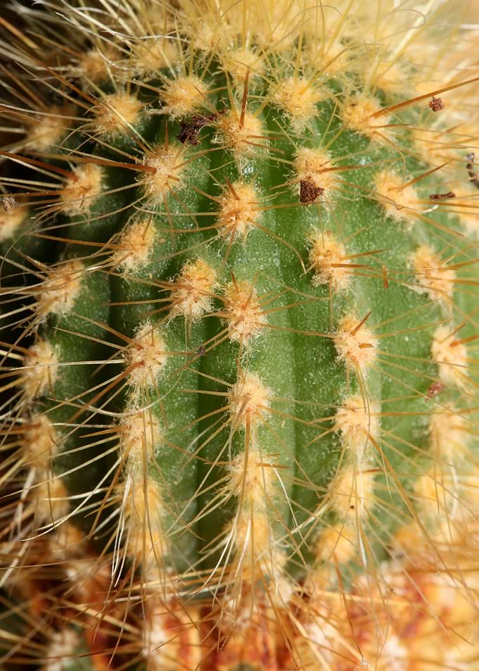 Cactus close up background