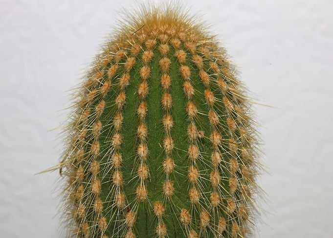Cactus close up background