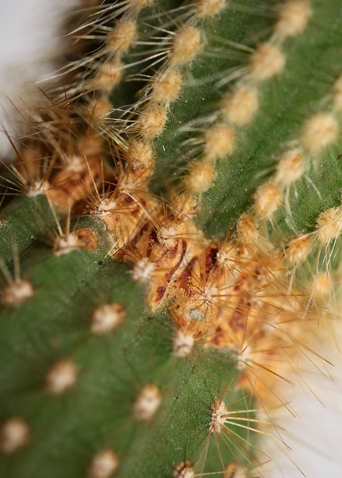 Cactus close up background