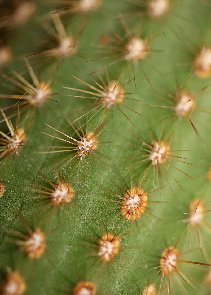 Cactus close up background