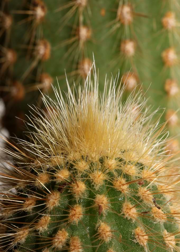 Cactus close up background