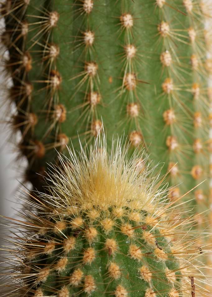 Cactus close up background