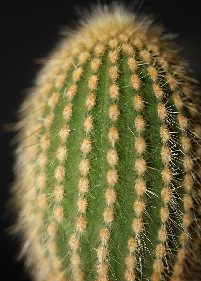 Cactus close up background