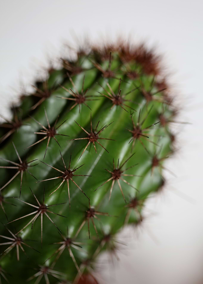 Cactus close up background