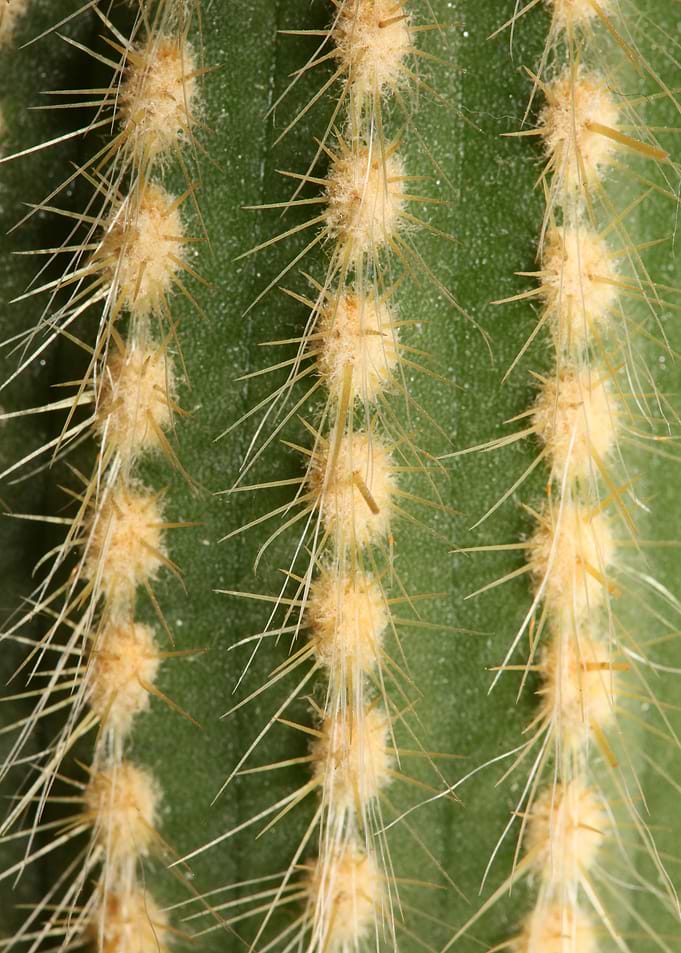 Cactus close up background