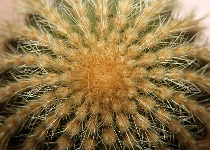 Cactus close up background