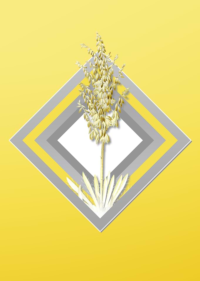 Yellow Adams Needle
