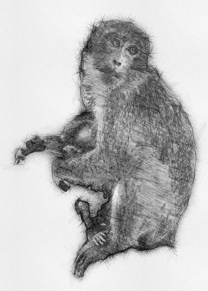 Monkey Pencil Sketch Arts