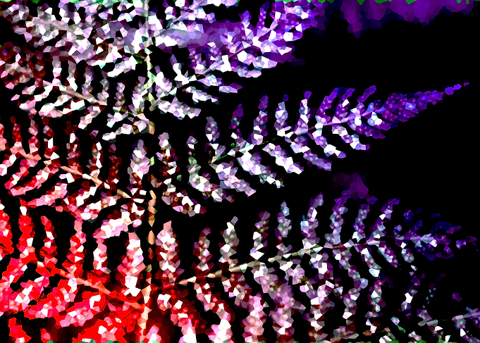 Triangles Fern