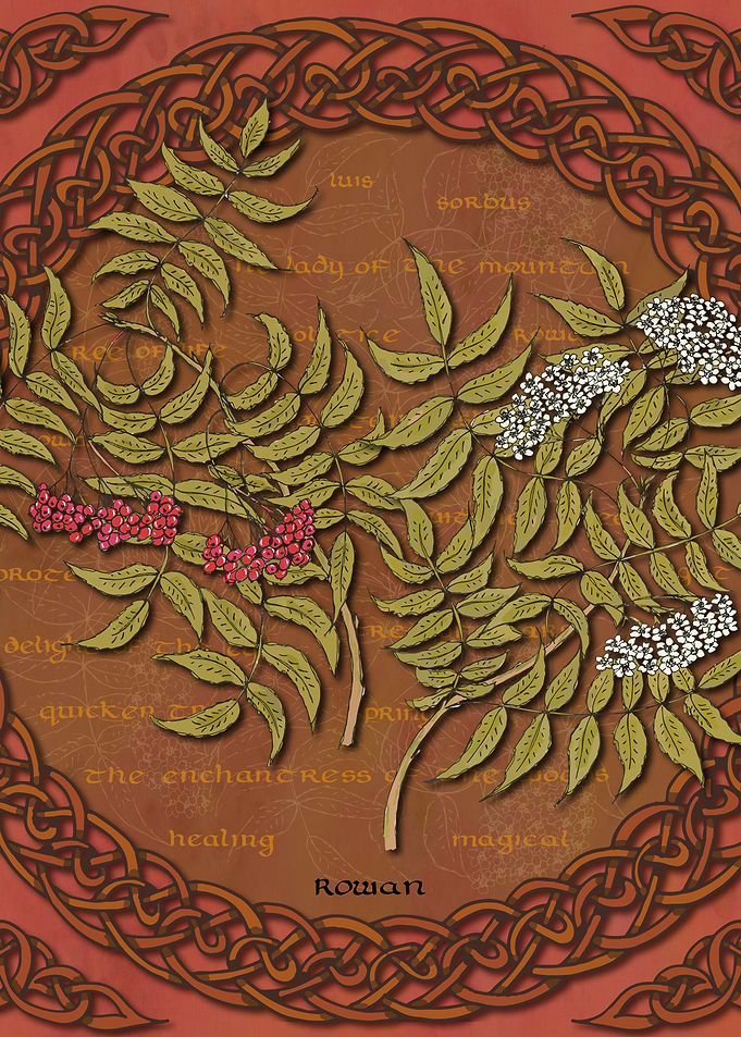 Celtic Rowan Tree