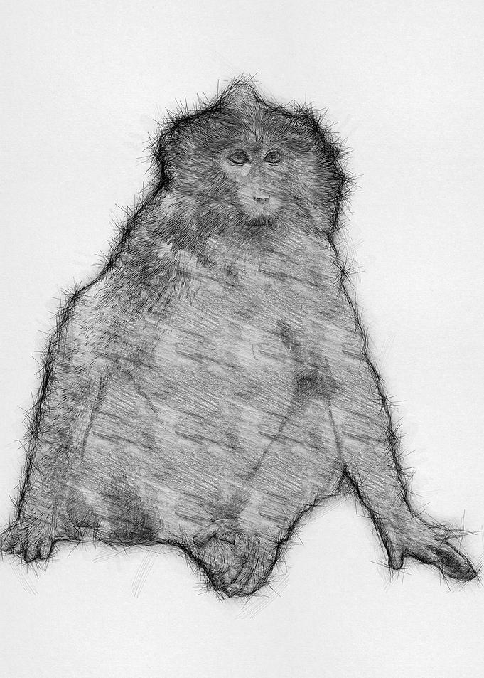 Monkey Pencil Sketch Arts