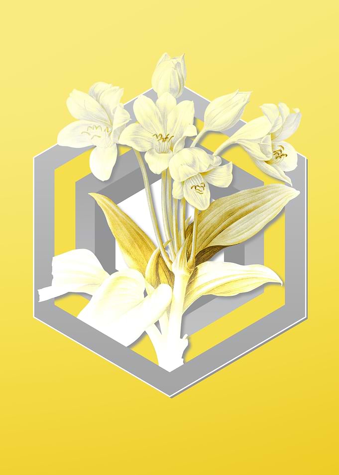 Yellow Flower Illustration