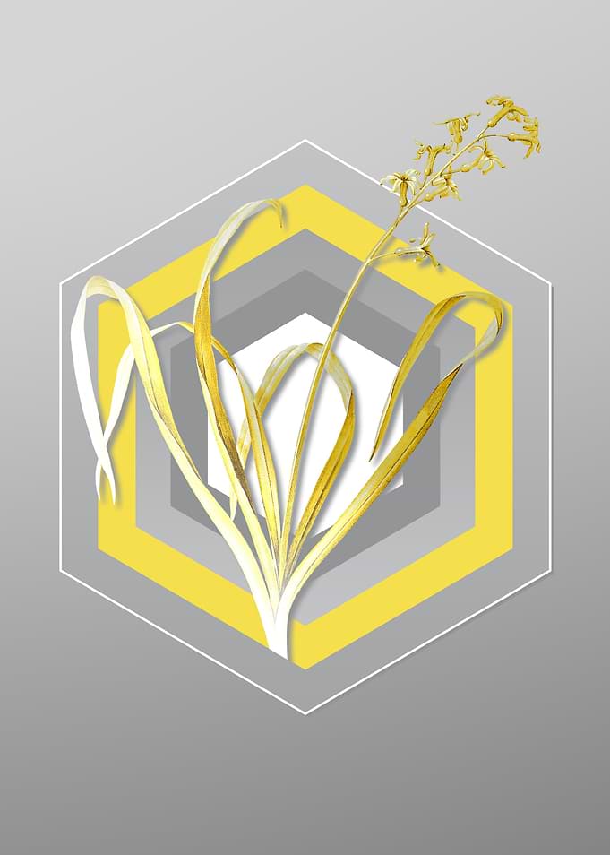 Gray Floral Illustration
