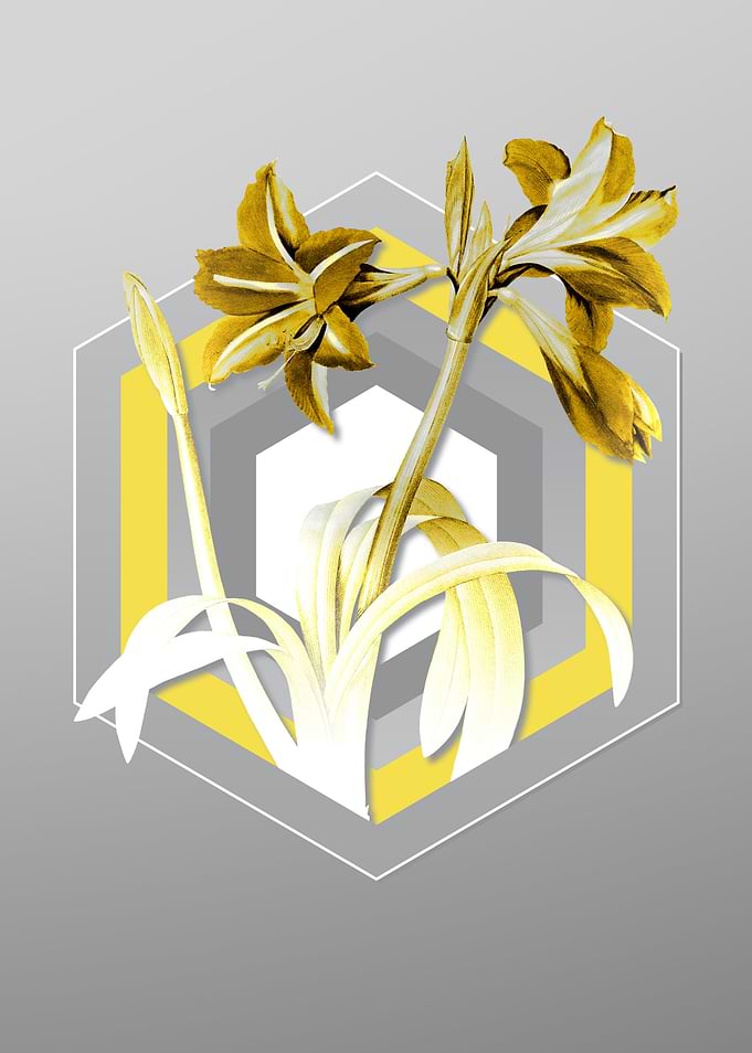 Gray Amaryllis Floral Art
