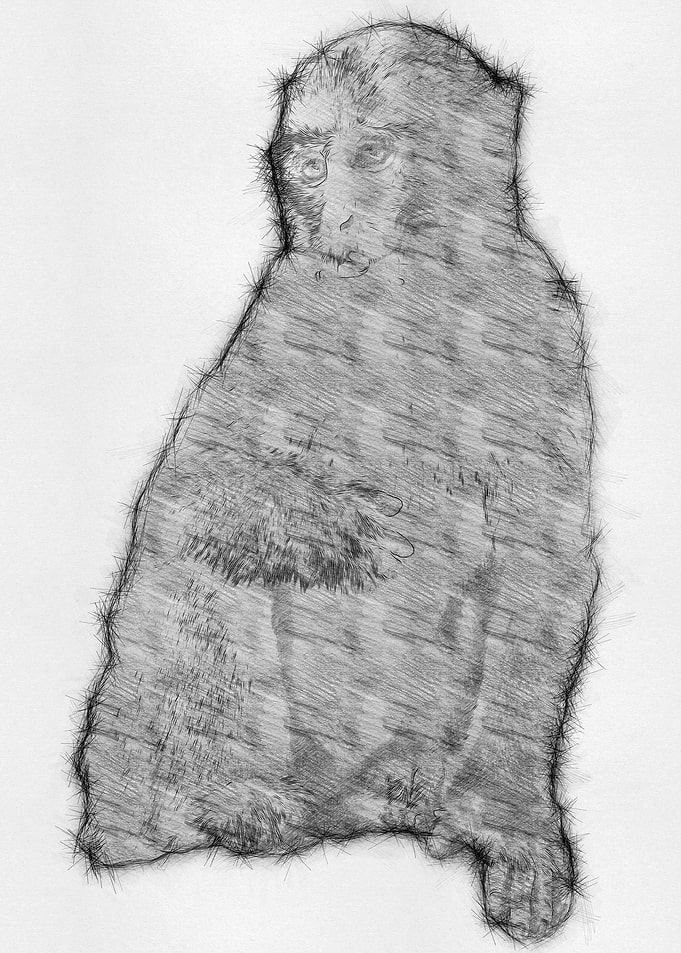 Monkey Pencil Sketch Arts