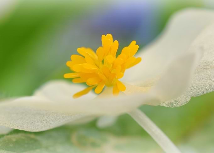 pretty flower