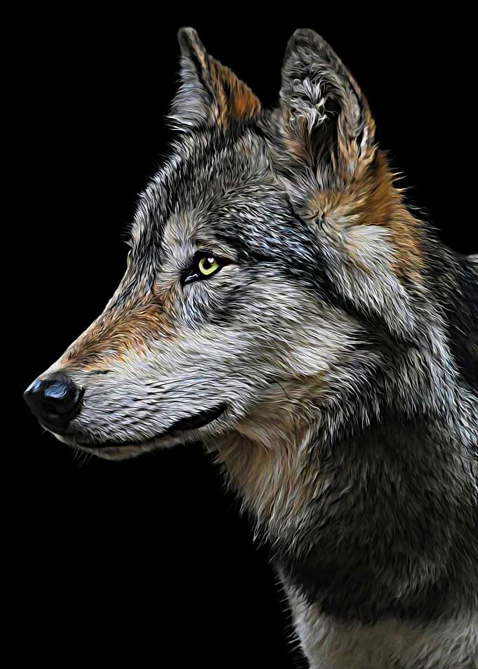 Lobo