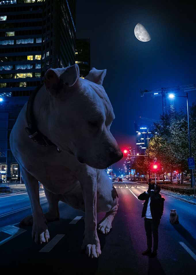 Big Dog in the Night