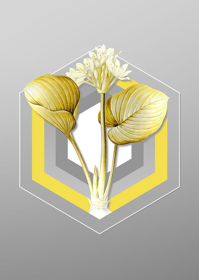 Grey Lily Floral Botanical