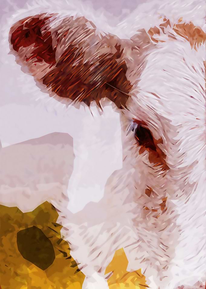 White Cow