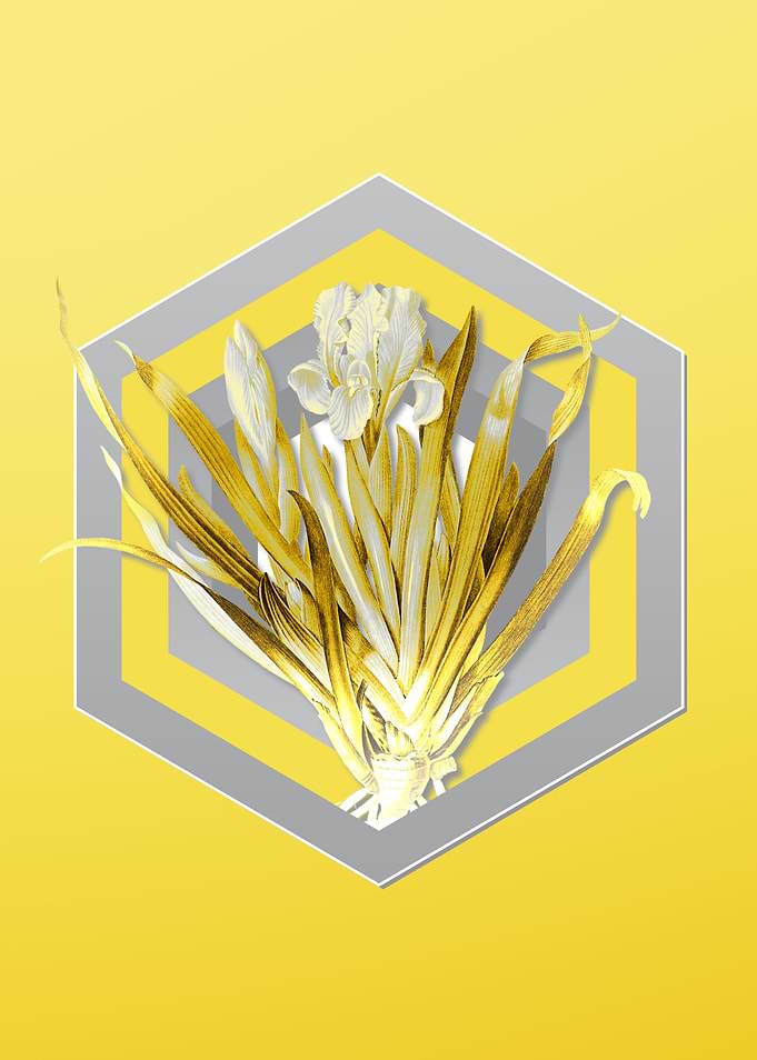 Yellow Flower Illustration