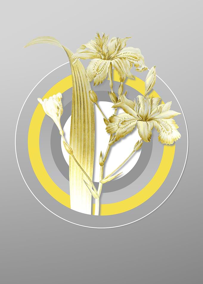 Gray Iris Floral Botanical