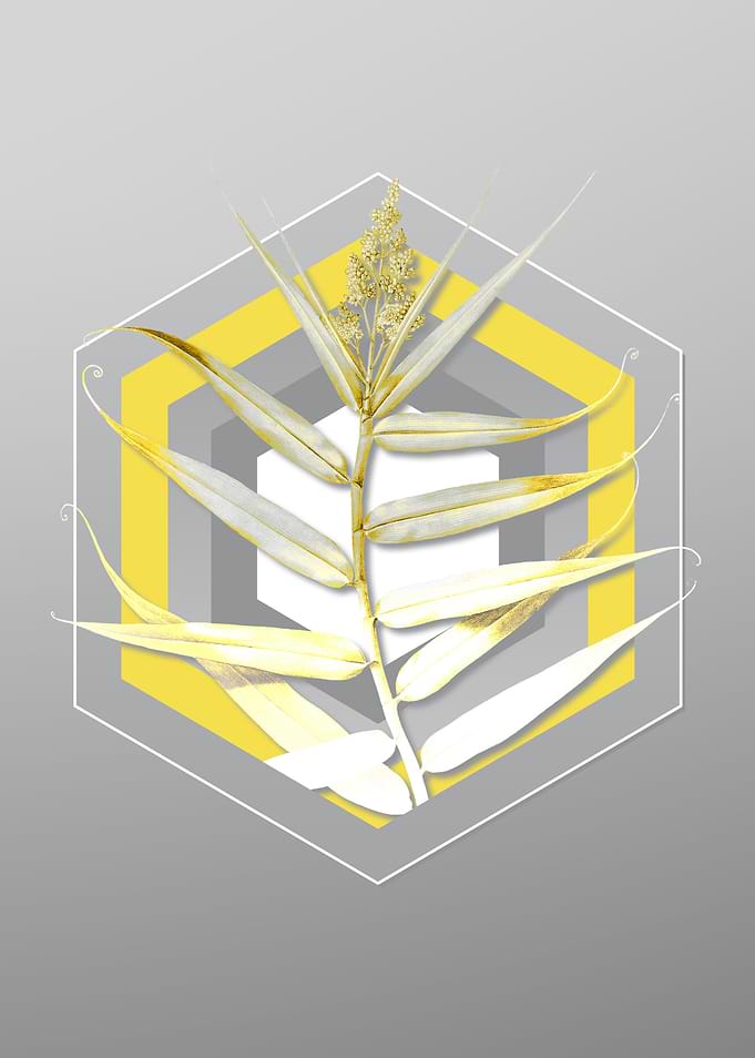 Gray Bush Cane Botanical