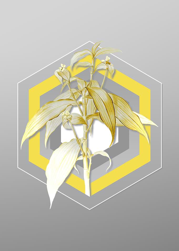 Grey Flower Illustration