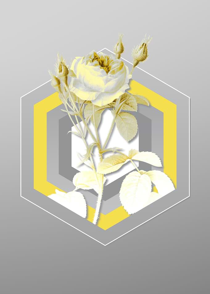 Gray Floral Illustration