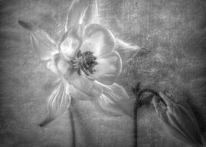 flower illuminated