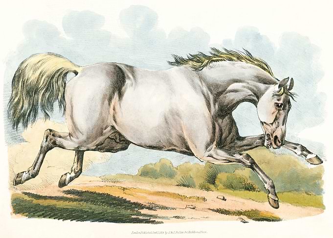 White horse running