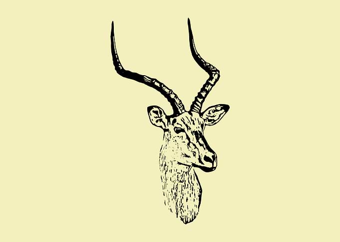 Impala