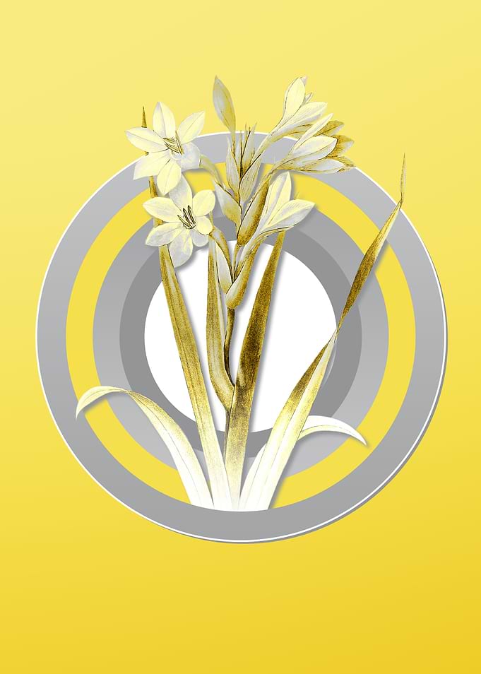 Yellow Vintage Gladiolus