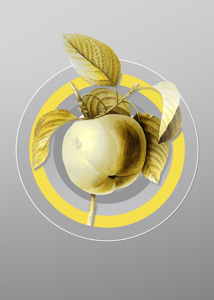 Gray Apple Botanical