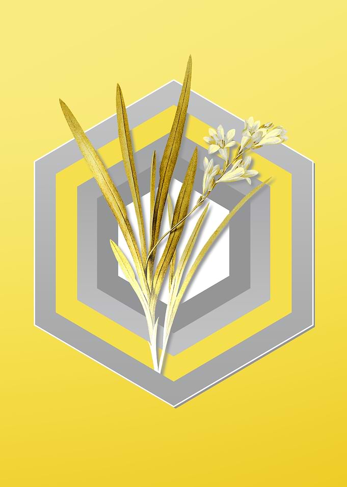 Yellow Vintage Gladiolus