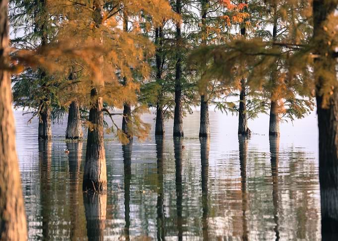 Trees in water