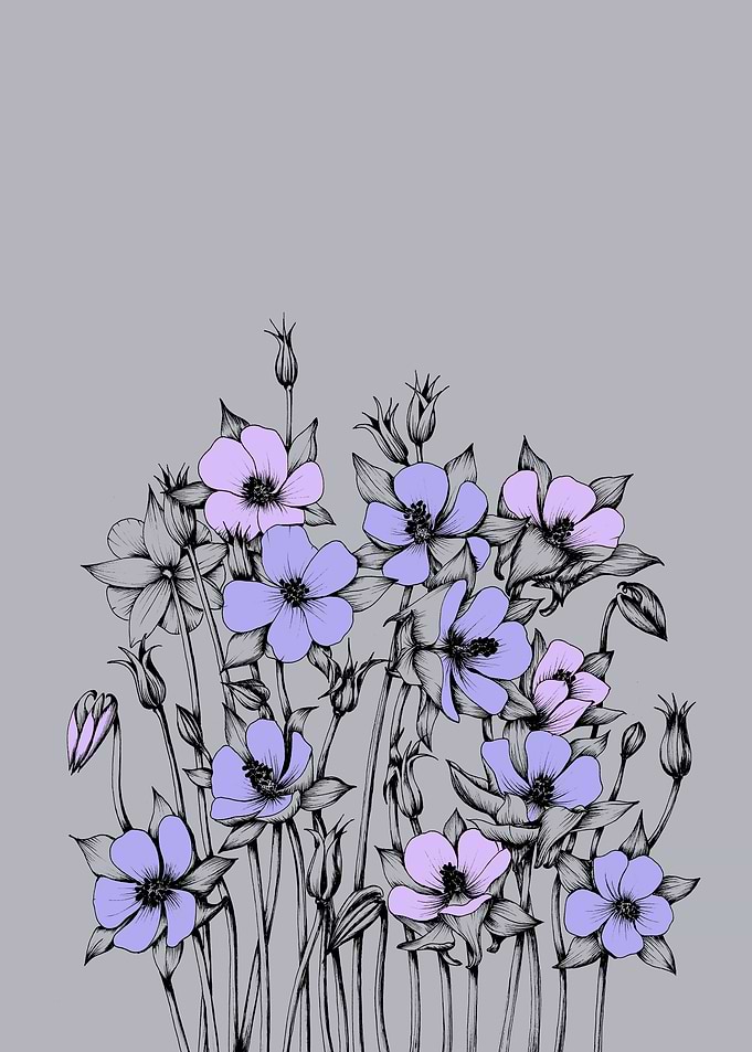 The flowers of Aquilegia
