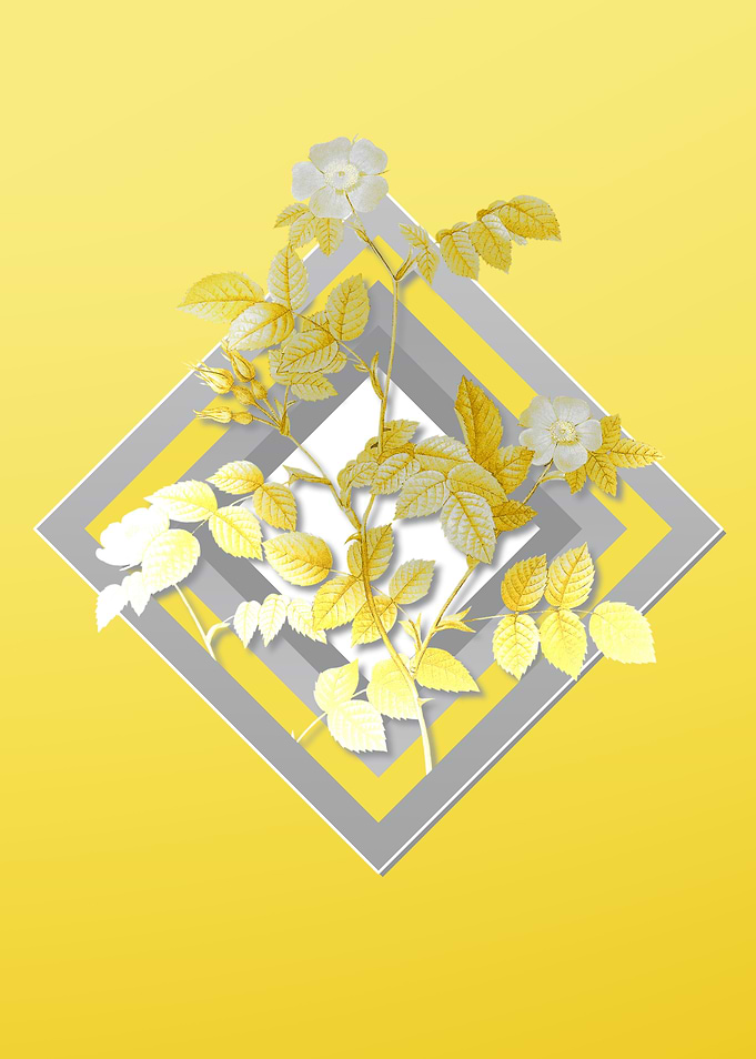 Illuminating Yellow Flower