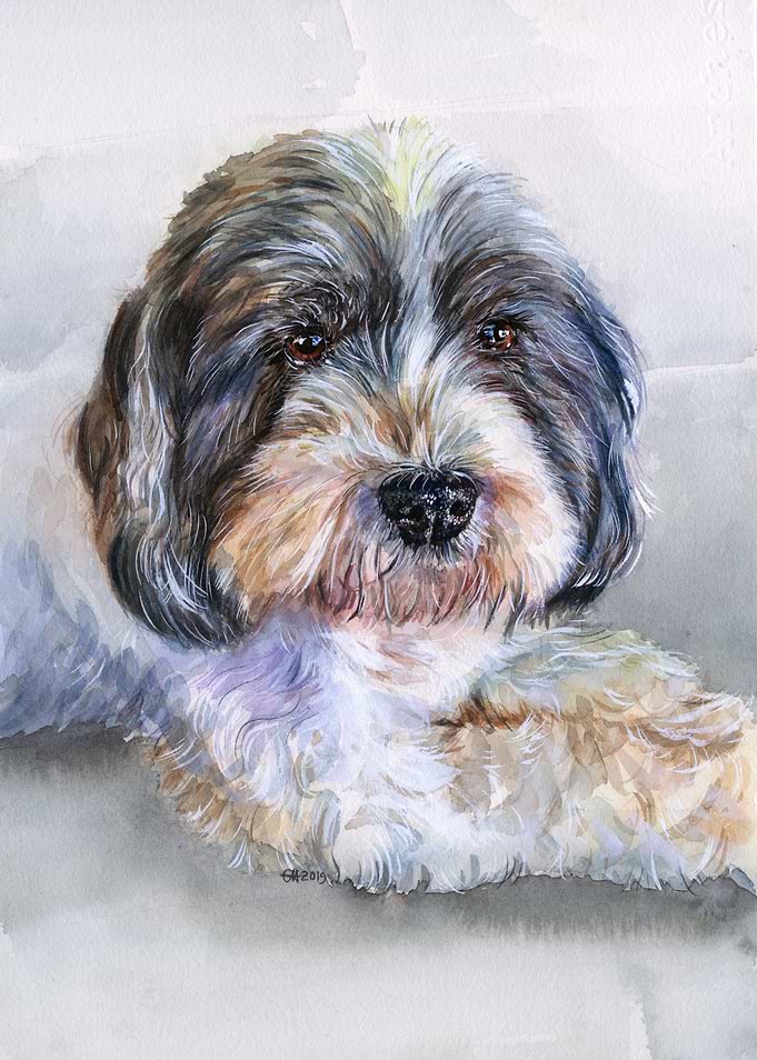 Mollie the Lhasa Cocker